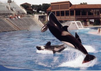 shamu.jpg (20254 bytes)